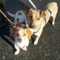 Super Pfötchen Laba - sozial, Hund zur Adoption
