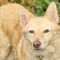Hundelady BLANSH, Hündin zur Adoption