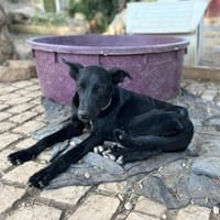 Betty hat einen Neuanfang verdient, Hündin zur Adoption