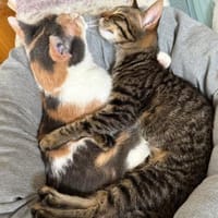 LUSI (11 Mon.) und MAUMAU (6 Mon.), Katze zur Adoption