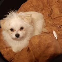 Winzling Picur #, Hund zur Adoption