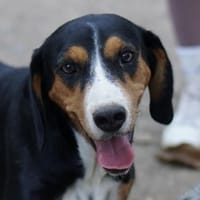 Oranda, geb. ca. 05/2022, 30655 Hannover, Hündin zur Adoption