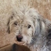 Skot, geb. ca. 03/2024, 53940 Hellenthal, Hund zur Adoption