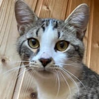 Rocco und Sally, Kater zur Adoption