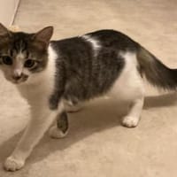 Sally und Rocco, Katze zur Adoption
