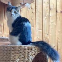 Sally und Rocco, Katze zur Adoption