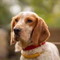Benek, pies do adopcji