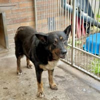 Mirmił, pies do adopcji