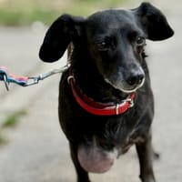 Daisy, suczka do adopcji