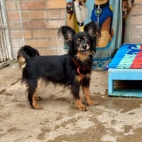 Ariel, suczka do adopcji