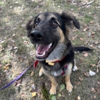 Loli, suczka do adopcji