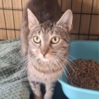Bazylia, kotka do adopcji