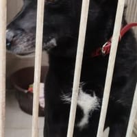Pershing, pies do adopcji
