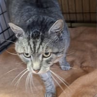 Kocurro, kot do adopcji