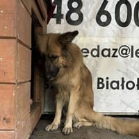 Gaja, pies do adopcji