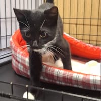 Bill, kot do adopcji