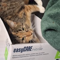 Luna, kotka do adopcji