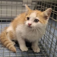 Ragnar, kot do adopcji