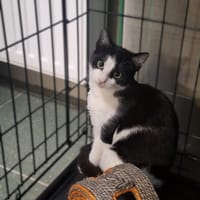 Polcia, kotka do adopcji
