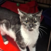 Zendaya, kotka do adopcji