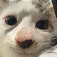 Baluś, kot do adopcji