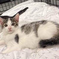 Buzik, kot do adopcji