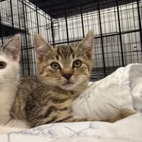 Bobby, kot do adopcji