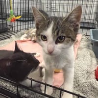 Bartuś, kot do adopcji