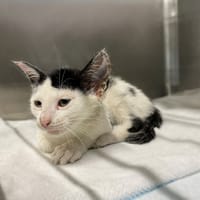 Ochra, kotka do adopcji