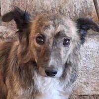 Herbie, geb. 08/2022, 78048 Villingen-S., Hund zur Adoption