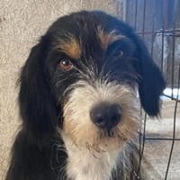 Pandra, geb. ca. 12/2023, 44649 Herne, Hündin zur Adoption