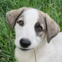 Sephora, geb. 05/2025, 79650 Schopfheim, Hündin zur Adoption