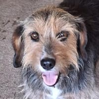 Floya, geb. 08/2019, 23843 Bad Oldesloe, Hündin zur Adoption