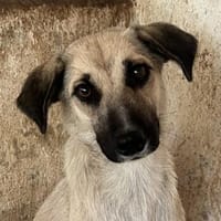 Fary, geb. ca. 02/2024, 58332 Schwelm, Hündin zur Adoption
