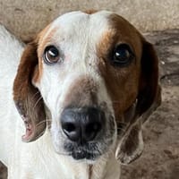Zack, geb. ca. 10/2022, 23556 Lübeck, Hund zur Adoption