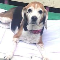 KYRA- EINE ECHTE TIERSCHUTZSEELE, Hündin zur Adoption