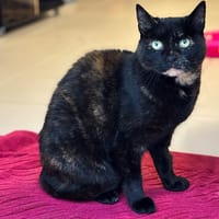 Ciboulette CAB4552, chatte à adopter