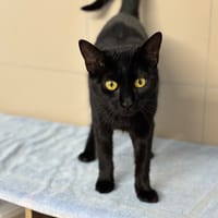 Cassiopée CAB4569, chatte à adopter