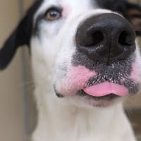 SHELBY, chien à adopter
