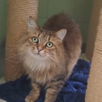 MYAMOR, chatte à adopter
