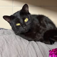 Nila CAB4587, chatte à adopter