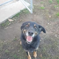 COSY QCN, chien à adopter