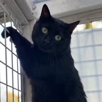 SwannCAB4546, chat à adopter