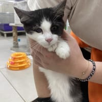 ASTRO, chat à adopter