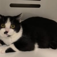 PLUME, chatte à adopter