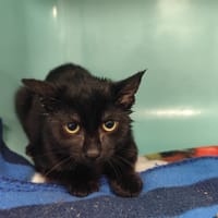 CALLAS, chatte à adopter