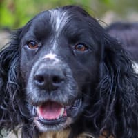 NEO, chien à adopter