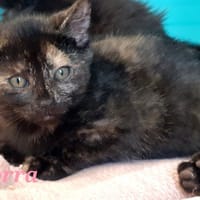 Zorra, chatte à adopter