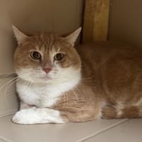 Biscotte CAB4468, chat à adopter