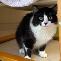 Marble CAB4555, chat à adopter